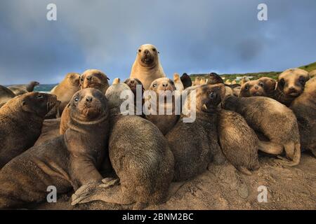 New Zealand sea lion (Phocarctos hookeri) breeding colony at Sandy Bay, Enderby Island, Auckland Islands archipelago, New Zealand. Stock Photo