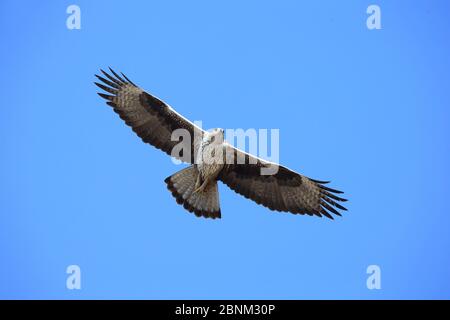 Bonelli's eagle (Aquila fasciata) adult in flight, Oman, November Stock Photo