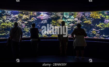 Visitors looking at tropical fishes in huge aquarium at Oceanopolis - ocean discovery park - at Brest, Normandy, France, September 2015
