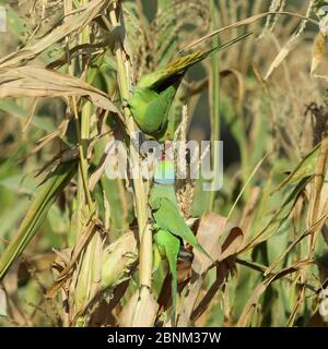 Rose ringed parakeet (Psittacula krameri) pair, feeding on corn, Oman, February Stock Photo