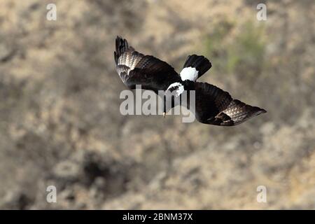 Verreaux's eagle (Aquila verreauxii) in flight, Oman, February Stock Photo