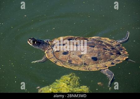 Map turtle (Graptemys geographica) Maryland, USA, August. Stock Photo