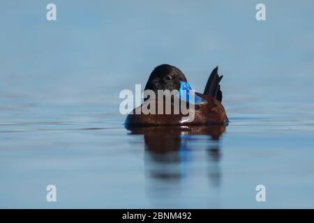 Lake duck (Oxyura vittata), male, La Pampa Argentina Stock Photo