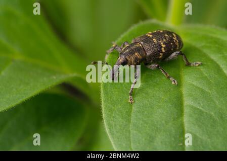 Weevil pine sitting on a green leaf of a plant. The background is blurry. Wildlife. Insects. Bug. Stock Photo