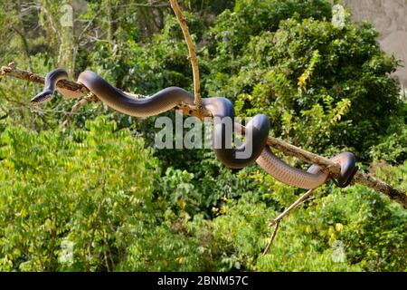 Northern white-lipped python (Leiopython albertisii) in tree, Irian ...