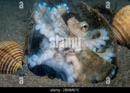 Veined / Coconut octopus (Amphioctopus marginatus) makes a home between a piece of plastic and a shell, holding the two halves together with its sucke Stock Photo