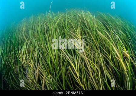 Seagrass meadow / Common eelgrass / Seawrack (Zostera marina) next to Swanage Pier, Swanage, Dorset, UK August Stock Photo