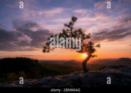 Weather pine at sunset Stock Photo