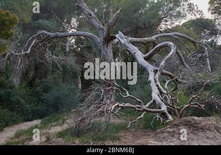 The mysterious tree hugs you with its branches. The end of the days Stock Photo