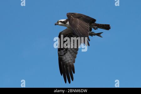 Osprey (Pandion haliaetus) male displaying by flying past with a Flathead grey mullet (Mugil cephalus) in its talons.Cedar Key, Levy County, Florida, Stock Photo
