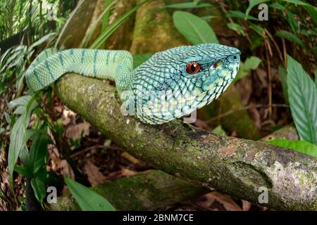 Wagler's pit viper (Tropidolaemus wagleri) in riverine forest understorey. Kinabatangan River, Sabah, Borneo. Stock Photo