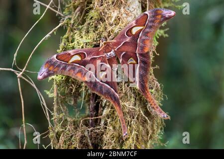 Hercules moth (Coscinocera hercules) recently emerged,  montane rainforest.  Ambua Lodge, Tari, Hela Province, Papua New Guinea. June Stock Photo
