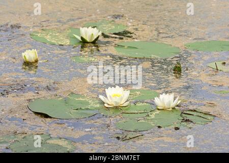 Austria, Lower Austria. Nationalpark Donau-Auen, the Lobau. White water lily (Nymphaea alba). Stock Photo