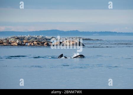 Killer whales / Orca (Orcinus orca) residents swim past a mixed colony of Steller sea lions (Eumetopias jubatus) and California sea lions (Zalophus ca Stock Photo