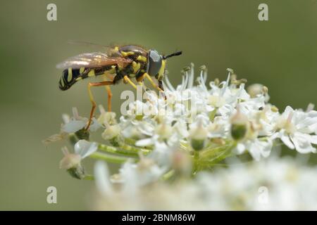 Wasp-mimicking Hoverfly (Chrysotoxum festivum) nectaring on Common hogweed (Heracleum sphondylium) on hillside once used as a dumping ground, cleared Stock Photo
