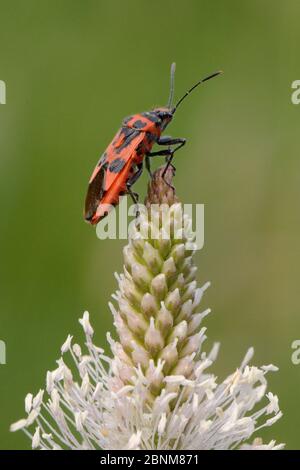 Rhopalid bug / Henbane bug (Corizus hyoscyami) a toxic species with warning colouration on on Hoary plantain (Plantago media) in grassland meadow, St. Stock Photo