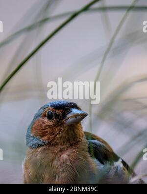 Chaffinch portrait in the grass. Stock Photo