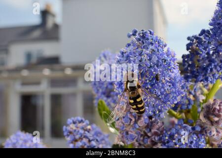 Hoverfly (Eupeodes luniger) feeding on a flowering Cabbage tree / Torquay palm (Cordyline australis) in a garden planted with flowers to attract polli Stock Photo