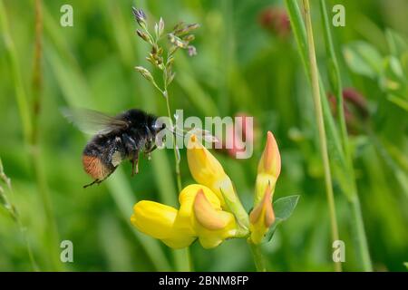 Red-tailed bumblebee (Bombus lapidarius) flying to a Birdsfoot trefoil flower (Lotus corniculatus), RSPB Dungeness Nature Reserve, Kent, UK, May. Stock Photo