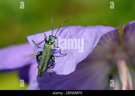 Male Thick-legged / Swollen-thighed flower beetle (Oedemera nobilis) sunning on Cranesbill petal in a garden planted with flowers to attract pollinato