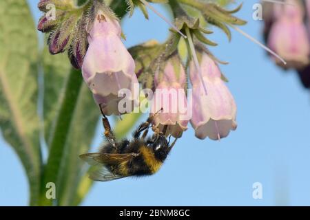 Garden bumblebee (Bombus hortorum) worker nectars on Common comfrey flowers (Symphytum officinale) in a patch planted by the Bumblee Conservation Trus Stock Photo