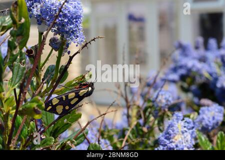 Cream-spot tiger moth (Arctia villica) resting in a Ceanothus bush in a garden planted with flowers to attract pollinators,  Dungeness, Kent, UK. Stock Photo