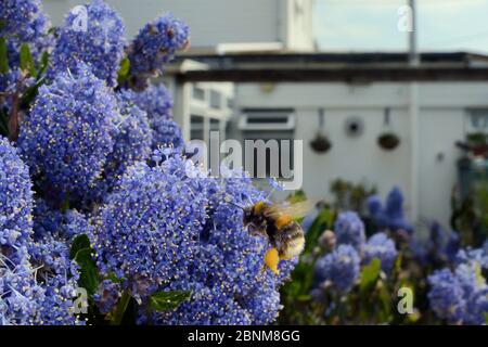 Buff-tailed bumblebee (Bombus terrestris) flying in to nectar on Ceanothus flowers in a garden planted with flowers to attract pollinators,  Dungeness Stock Photo