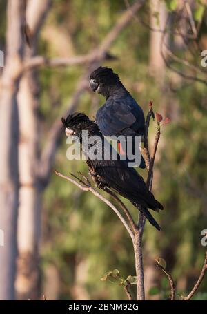Two Red-tailed black cockatoos (Calyptorhynchus banksii) pair resting in a tree. Leaning Tree Lagoon, Northern Territory, Australia. Stock Photo