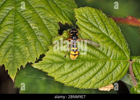 Thick-headed fly (Conops quadrifasciatus) resting on leaf at woodland edge Cheshire, UK, July Stock Photo