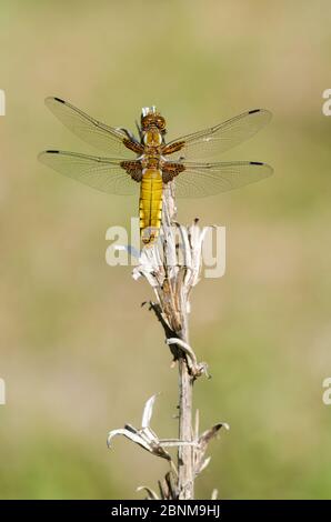 Flat stomach, female, Libellula depressa Stock Photo