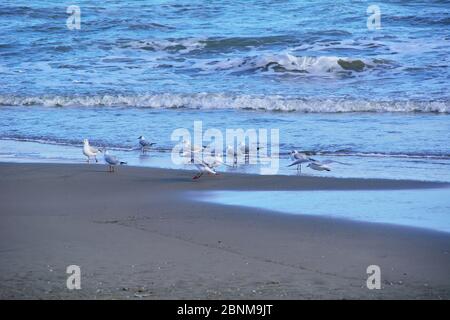 Several seagulls on the beach on a summer day. Colors of nature Stock Photo