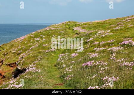 Thrift (Armeria maritima) growing on Hilbre Island. Mouth of the Dee Estuary. Wirral UK, May 2016. Stock Photo