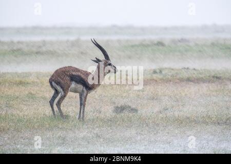 Thomson's gazelle in the rain - Masai Mara Kenya Stock Photo - Alamy