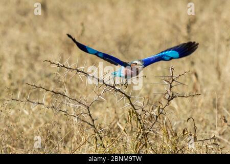 European roller (Coracias garrulus) hunting, Soysambu Conservancy, Kenya. Stock Photo