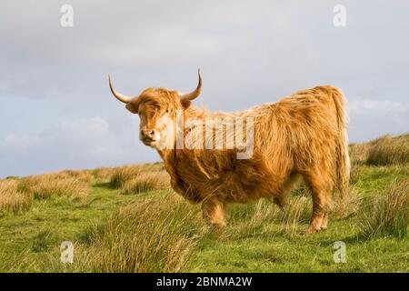 Highland cow bull, grazing on rough pasture. North Uist,  Outer Hebrides, Scotland. Stock Photo