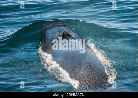 Bryde's / Tropical whale (Balaenoptera edeni) surfacing showing blow hole, Sea of Cortez, Gulf of California, Baja California, Mexico, October Stock Photo