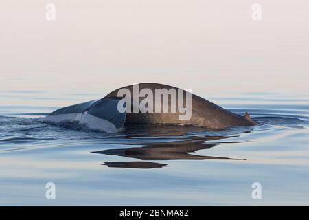Blue whale (Balaenoptera musculus) fluking / diving, Sea of Cortez, Gulf of California, Baja California, Mexico, February, endangered species Stock Photo