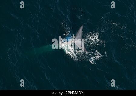 Blue whale (Balaenoptera musculus) aerial view of whale fluking / diving, Sea of Cortez, Gulf of California, Baja California, Mexico, March, endangere Stock Photo