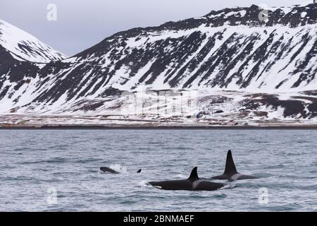 Type 1 North-east Atlantic Killer whales / Orca (Orcinus orca) pod surfacing close to shore, Snaefellsnes Peninsua, western Iceland, January Stock Photo