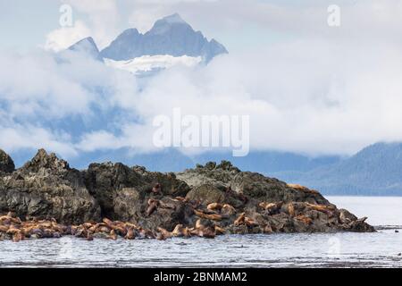 Steller / Northern sea lion (Eumetopias jubatus) rookery on rocks, Southeast Alaska, USA, August, endangered species Stock Photo