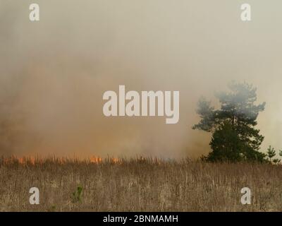 Fire. Conflagration. The fire that destroys forest, grass, and agricultural crops burns in the open. Intentional arson. Careless handling of fire Stock Photo