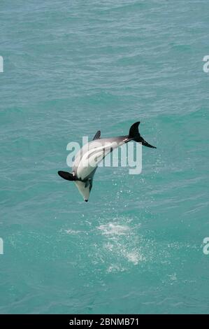 Hector's dolphin (Cephalorhynchus hectori) leaping above surface, Akaroa, Bank's Peninsula, South Island, New Zealand, June, endangered species Stock Photo