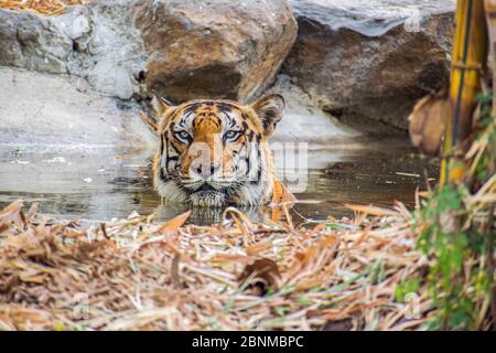A Royal Bengal Tiger sitting and resting in a water pool seeing towards the camera in a forest in India during indian summers. Stock Photo