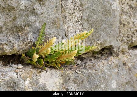 Rusty-back fern (Asplenium ceterach) Peak District National Park, Derbyshire, UK, May. Stock Photo