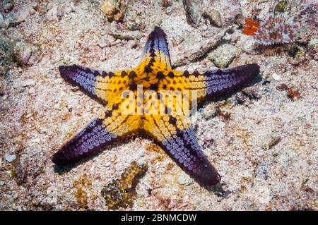 Honeycomb / Cushion starfish (Pentaceraster alveolatus) Malapascua Island, Philippines, September Stock Photo