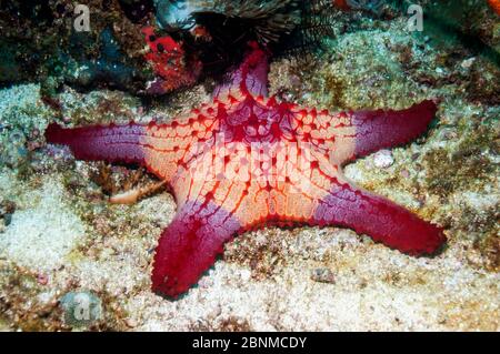 Honeycomb / Cushion starfish (Pentaceraster alveolatus) Malapascua Island, Philippines, September Stock Photo