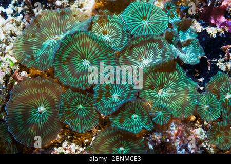 Disk anemone (Discosoma sp) Cebu, Malapascua Island, Philippines, September Stock Photo