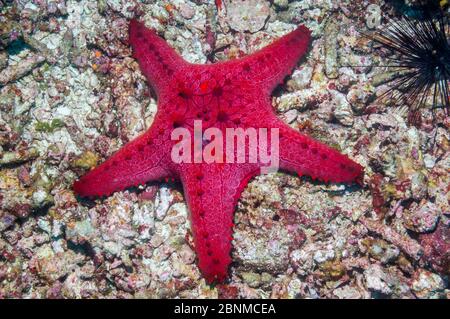 Honeycomb / Cushion starfish (Pentaceraster alveolatus) Malapascua Island, Philippines, September Stock Photo