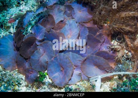 Disk anemone (Discosoma sp) Cebu, Malapascua Island, Philippines, September Stock Photo