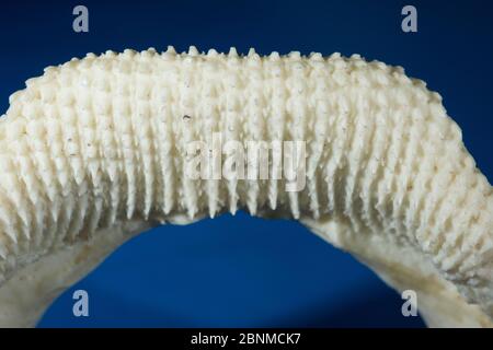 Zebra shark (Stegostoma fasciatum) detail of lower jaw teeth used for crushing shells of molluscs and crustaceans, and for grasping small fish, Birch Stock Photo